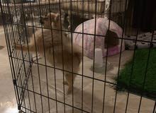 female Pomeranian for sale 6 month ready to be pregnant female Pomeranian for sale 6 month ready to be pregnant