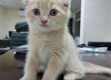 pure Scottish Kitten pure Scottish Kitten