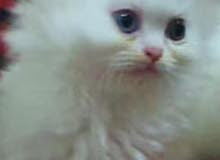 pure Persian shirazi kitten pure Persian shirazi kitten