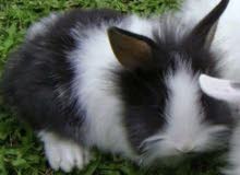 FEMALE LEONHEAD SMALL SIZE FOR SALE FEMALE LEONHEAD SMALL SIZE FOR SALE