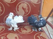 حمام عرايس حمام عرايس