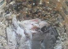 طيور جنه طيور جنه