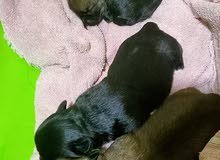 morkie... morkie...