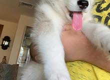 Siberian husky Woolycoat Siberian husky Woolycoat