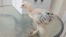 brahma chick urgent sale brahma chick urgent sale
