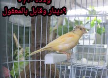 للبيع ذكر كناري للبيع ذكر كناري