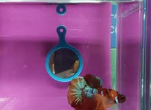 Fancy betta Pair Fancy betta Pair