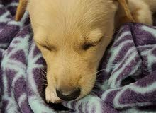 Puppies Puppies