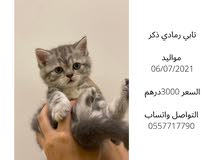 ذكر برتش ذكر برتش