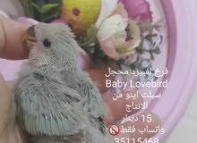 فرخ لفبيرد غر سبلت اينو فرخ لفبيرد غر سبلت اينو