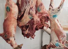 لحم جمل قعود وبقر واسترالي ومشاكيك وبرجؤ لحم جمل قعود وبقر واسترالي ومشاكيك وبرجؤ
