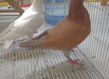 fancy pigeon for sale fancy pigeon for sale