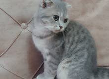 قط سكوتش فولد  Scottish Fold cat