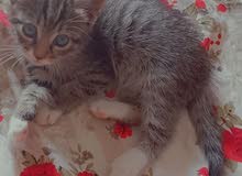 قطة من نوع Tabby cat قطة من نوع Tabby cat