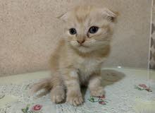 scottish fold for sale scottish fold for sale