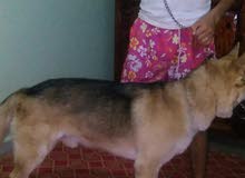 berger allmand berger allmand