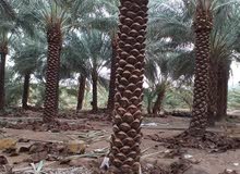 توريد وزراعة النخيل العربي والواشنطني 0559927234 توريد وزراعة النخيل العربي والواشنطني 0559927234
