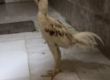 حيونات حيونات