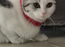 للبيع قطوه اسكوش بيور مطعمه بدون اغراض للبيع قطوه اسكوش بيور مطعمه بدون اغراض
