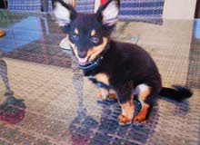 Chihuahua Chihuahua