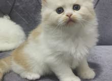 persian kittens for sale persian kittens for sale