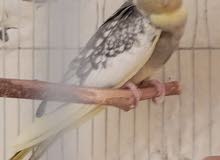 للبيع كوكتيل انثى جاهزه للئنتاج بصحه جيدة للبيع كوكتيل انثى جاهزه للئنتاج بصحه جيدة