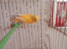 canari mâle canari mâle