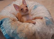 Pure Chihuahua Breed Male Puppy Pure Chihuahua Breed Male Puppy