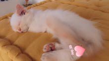 kitten قط صغير kitten قط صغير