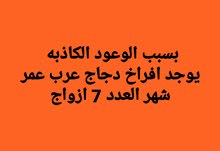 افراخ دجاج عرب افراخ دجاج عرب
