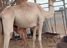 بكره تحتها قعود رويان حليب وسمين تبارك الله الحلال طيب