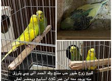 للبيع زوج طيرر حب منتج ولله الحمد الى يبي يترزق منه يوجد معه ابن عمر ثلاث اسابيع للبيع زوج طيرر حب منتج ولله الحمد الى يبي يترزق منه يوجد معه ابن عمر ثلاث اسابيع