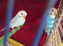 Couple perruche Couple perruche