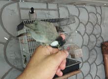 زوج بلابل بصراويات زوج بلابل بصراويات