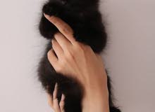 femelle scottish fold femelle scottish fold