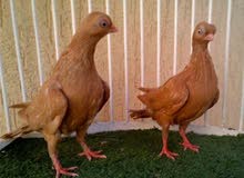 حمام فنر حمام فنر