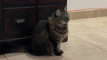 Persian cat: MOCHA