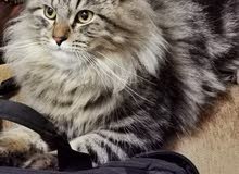 قط ذكر beautiful male cat قط ذكر beautiful male cat