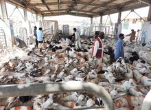 SOMALI GOATS/SHEEPS الماعز / الرخويات الصومالية SOMALI GOATS/SHEEPS الماعز / الرخويات الصومالية