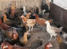Local Chicken ..... دجاج محلى Local Chicken ..... دجاج محلى