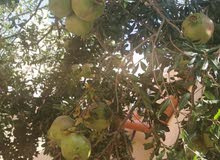 رمان الجبل الأخضر للبيع بقيمة مغرية جداً جداً جداً رمان الجبل الأخضر للبيع بقيمة مغرية جداً جداً جداً