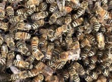 مطلوب ملكات نحل سوري غنامي اصفر - وكذلك ملكات كرنيولي السعودية مطلوب ملكات نحل سوري غنامي اصفر - وكذلك ملكات كرنيولي السعودية