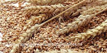 دقيق قمح طري دقيق قمح طري