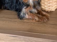 yorkshire terrier yorkshire terrier
