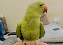 Green Ringneck Parrot For Sale (Male)