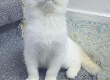 Scottish fold meal Scottish fold meal