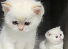 BRI NY1133 Pure British Shorthair kitten female BRI NY1133 Pure British Shorthair kitten female