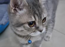 british shorthair tabby male kitten