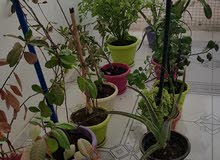 نباتات عدد 13 اصيص نباتات عدد 13 اصيص