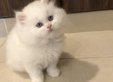 قطط سكوتش بيور لون أبيض Schottish white kitten